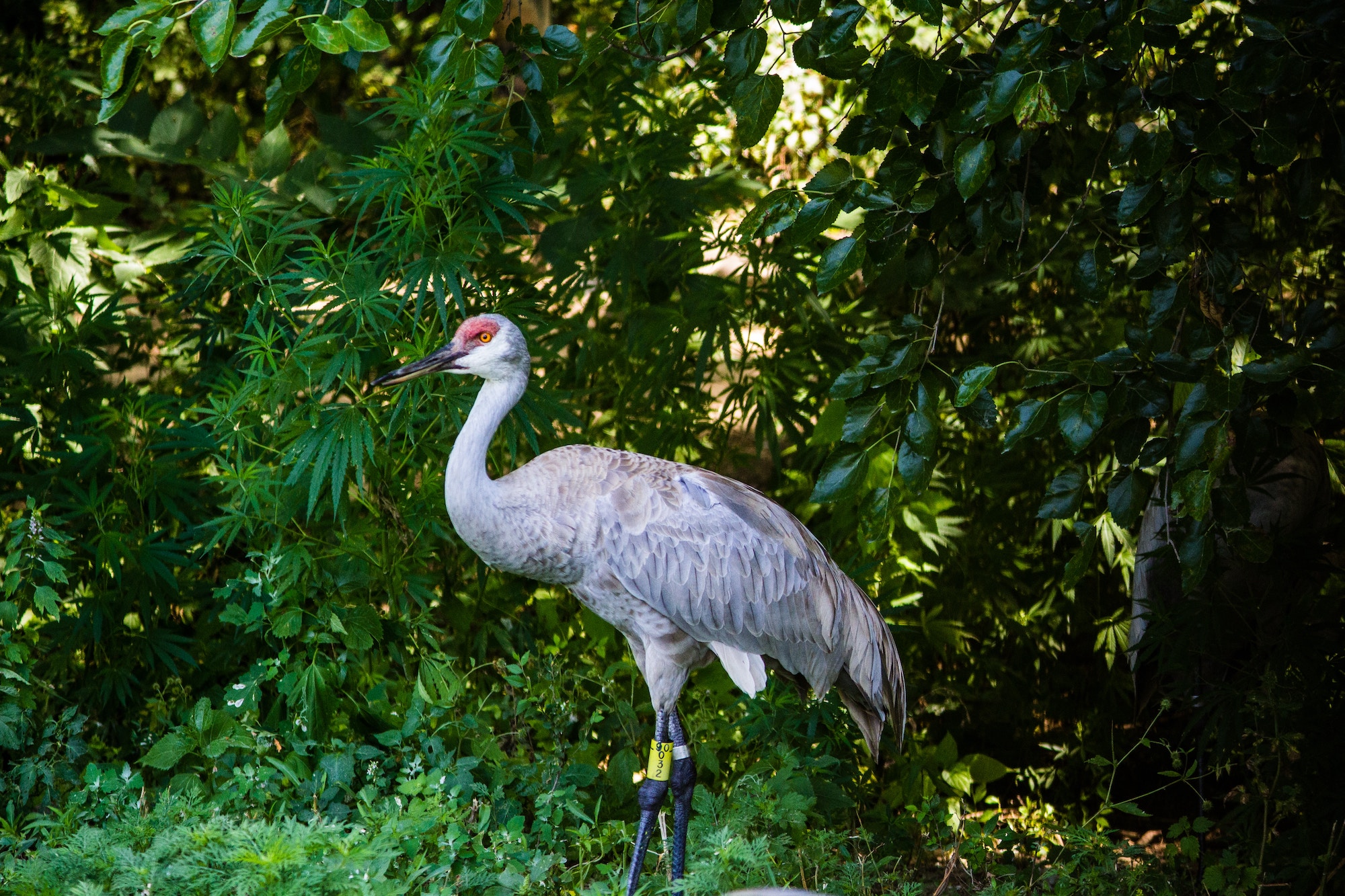 Crane