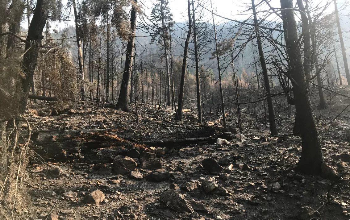 Grizzly Creek Fire