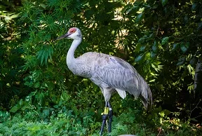Whooping Crane