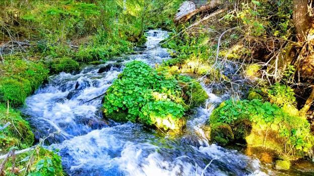 Stream rushing downhill through green foliage.