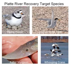 Photos of endangered species.